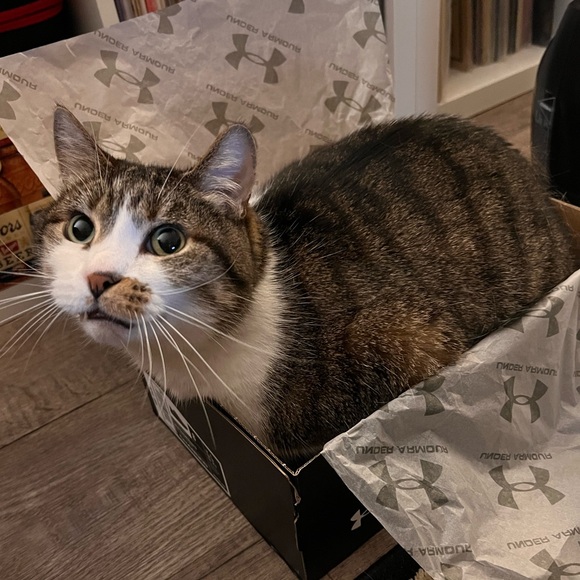 Meet your Posher, Reilly - Picture 3 of 5